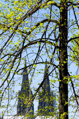Fototapeta premium Köln, Dom, Baum, Landschaft
