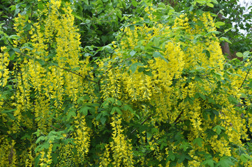 Acacia blossom is yellow (Caragana arborescens)