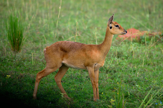 Closeup of an african oribi antelope in the Murchison Falls National Park