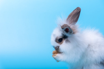 The adorable rabbit with paws near the mouth on light blue background.