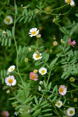 Bellis perennis. European species of daisy pink flower photography