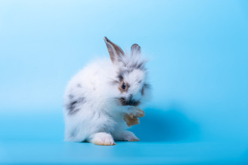 The adorable rabbit is licking on paws on light blue background.