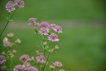 Astrantia Plant pink flower photography Astrantia is a genus of herbaceous plants in the family Apiaceae.