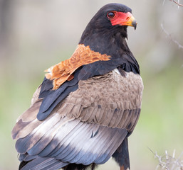 bateleur eagle