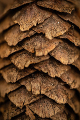 Acorn macro