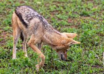 blck backed jackal