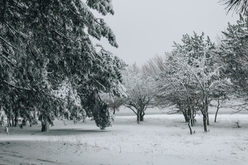 Snow covered trees in the winter forest