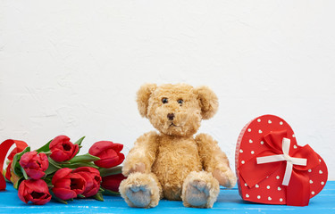 cute brown teddy bear sits on a blue wooden background, bouquet of red tulips, red box