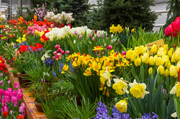 Beautiful bright colorful flowers