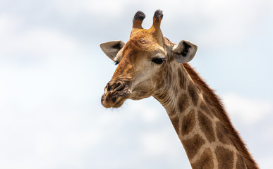 portrait of a giraffe