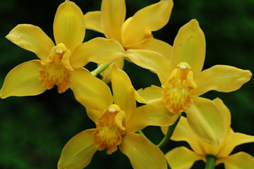 Tropical exotic yellow orchid blooming in jungle garden