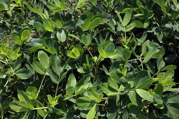 Fototapeta na wymiar Growing peanut plant. Agricultural background