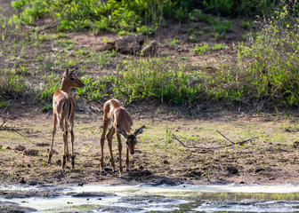 young impala by water