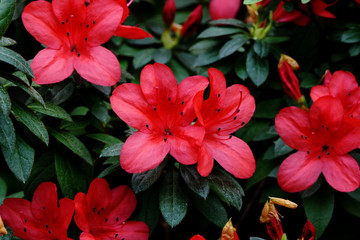 Tropical exotic azalea flower blooming in jungle. Red and pink flowers.