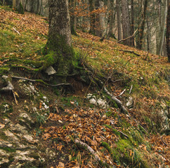 soft focus wood land concept nature picture falling leaves ground cover in autumn season time