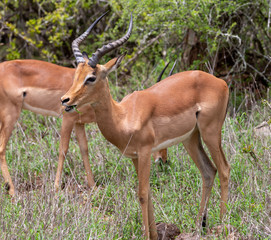 impala in africa