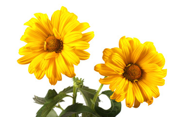 Fototapeta premium Growing heliopsis flowers isolated on white