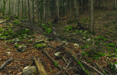 soft focus wild forest common scenic landscape nature environment moody trees foliage