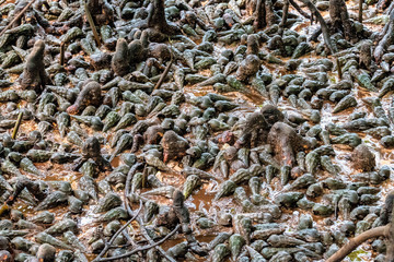 Snail shells in the Jungle of the island of Curieuse, Seychelles.