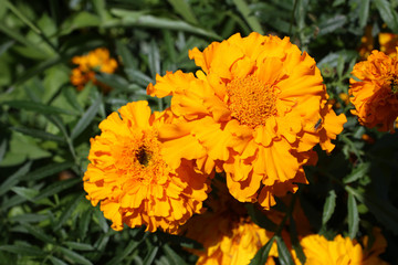 Yellow marigold growing in garden