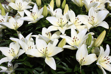 White lilies and blue sky