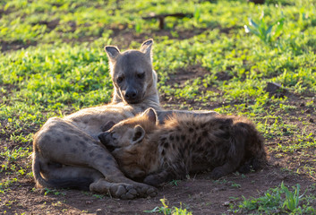 Fototapeta premium hyena in africa