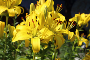 Yellow lilies growing in garden