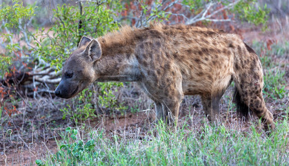 spotted hyena