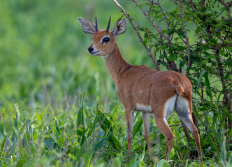 steenbok
