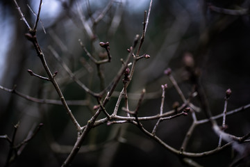 nature 