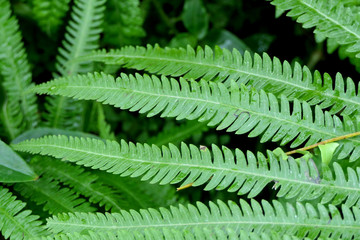 Exotic fern grows in a tropical greenhouse with jungle