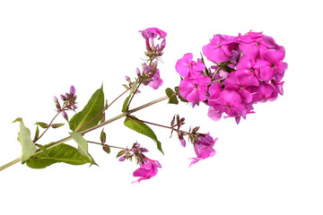 Fototapeta premium Pink phlox isolated on white