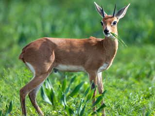 Obraz premium steenbok