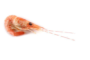 Shrimp isolated on white. Fresh sea food