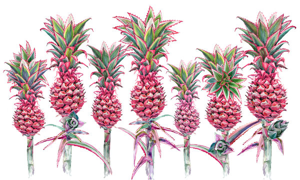 pink pineapple watercolor plant illustration