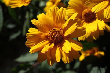 Growing heliopsis flowers in garden
