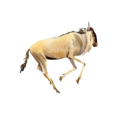 Handpainted watercolor of wildebeest illustration isolated on white - 322753813