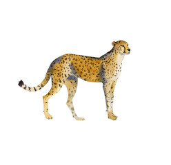 Handpainted watercolor cheetah illustration isolated on white - 322753815