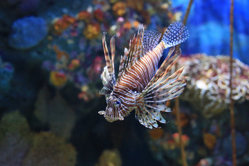 Fototapeta na wymiar Lionfish (Pterois volitans) swimming in aquarium tank against coral reefs background.