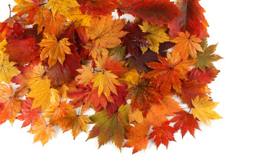 Autumn colorful leaves isolated on white. Background