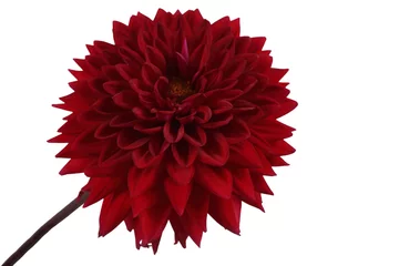 Deurstickers Growing red dahlia isolated on white © Alex Coan