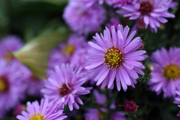 Obraz premium Violet chrysanthemums background. Bokeh background