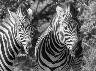 Fototapeta na wymiar zebra on black background