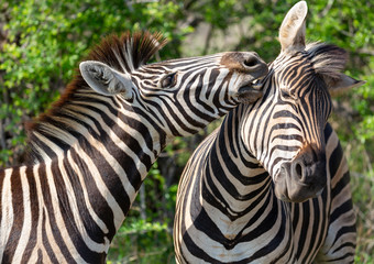 Fototapeta na wymiar zebra love