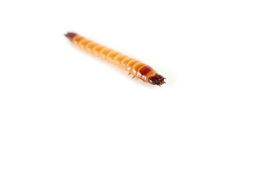 Wireworm isolated on white. Agricultural pest