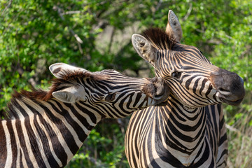 Fototapeta premium zebra nibbles