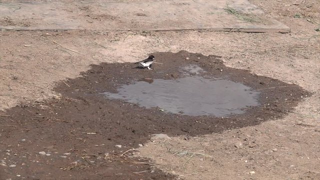 Mehlschwalben (Delichon urbicum) sammeln Baumaterial