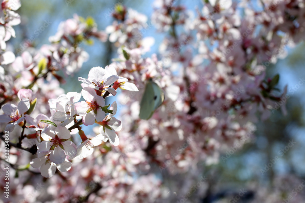 Canvas Prints Nanking cherry blossom. Spring flowers