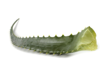 Aloe arborescens (candelabra aloe, krantz aloe)