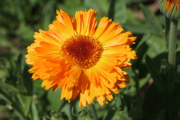 Calendula flower growing in garden